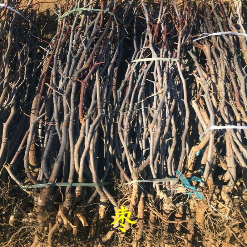 枣树苗冬枣龙枣骏枣
