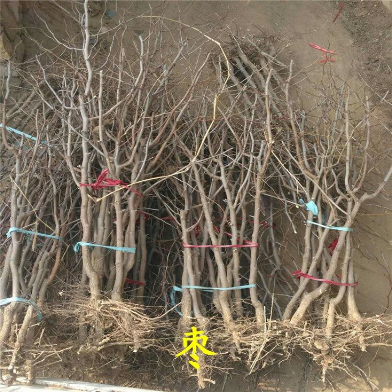 枣树苗冬枣龙枣骏枣