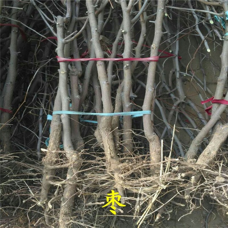 枣树苗冬枣龙枣骏枣