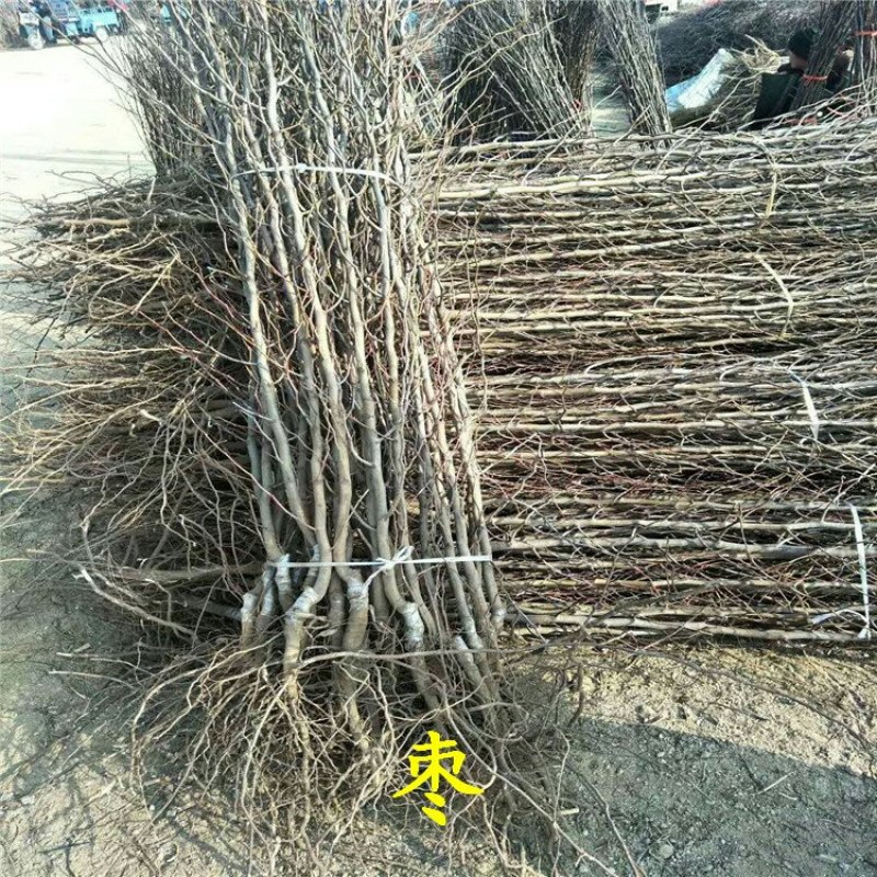 枣树苗冬枣龙枣骏枣