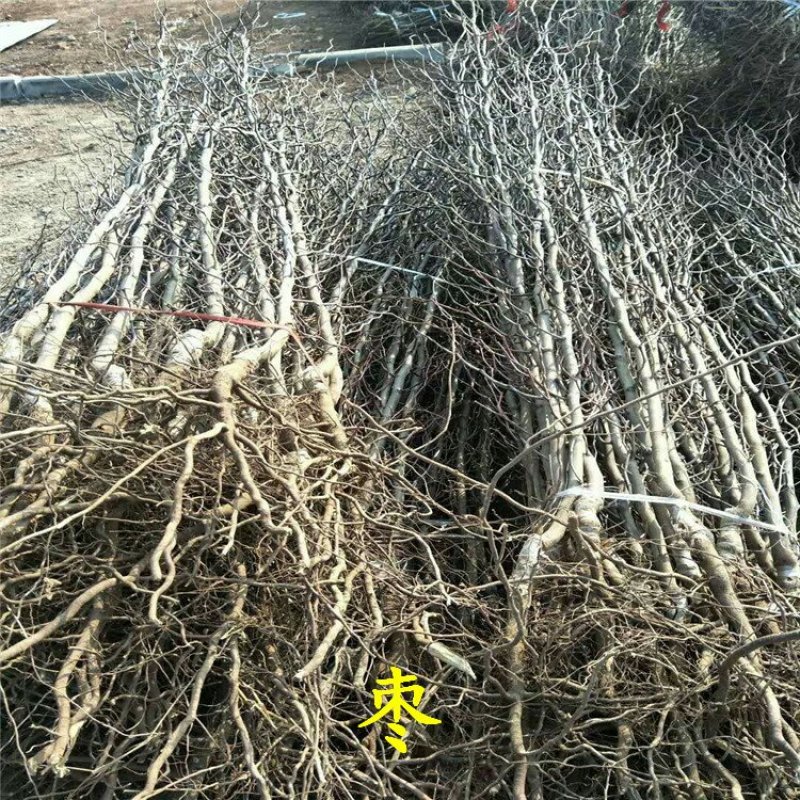 枣树苗冬枣龙枣骏枣