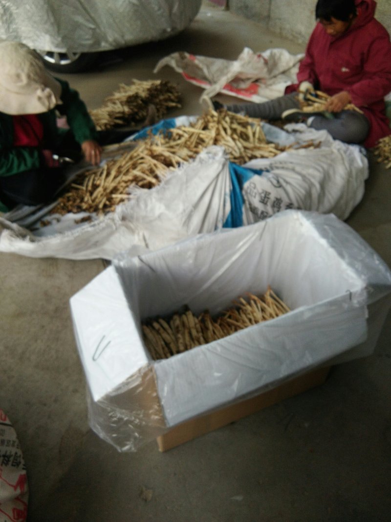 北沙参