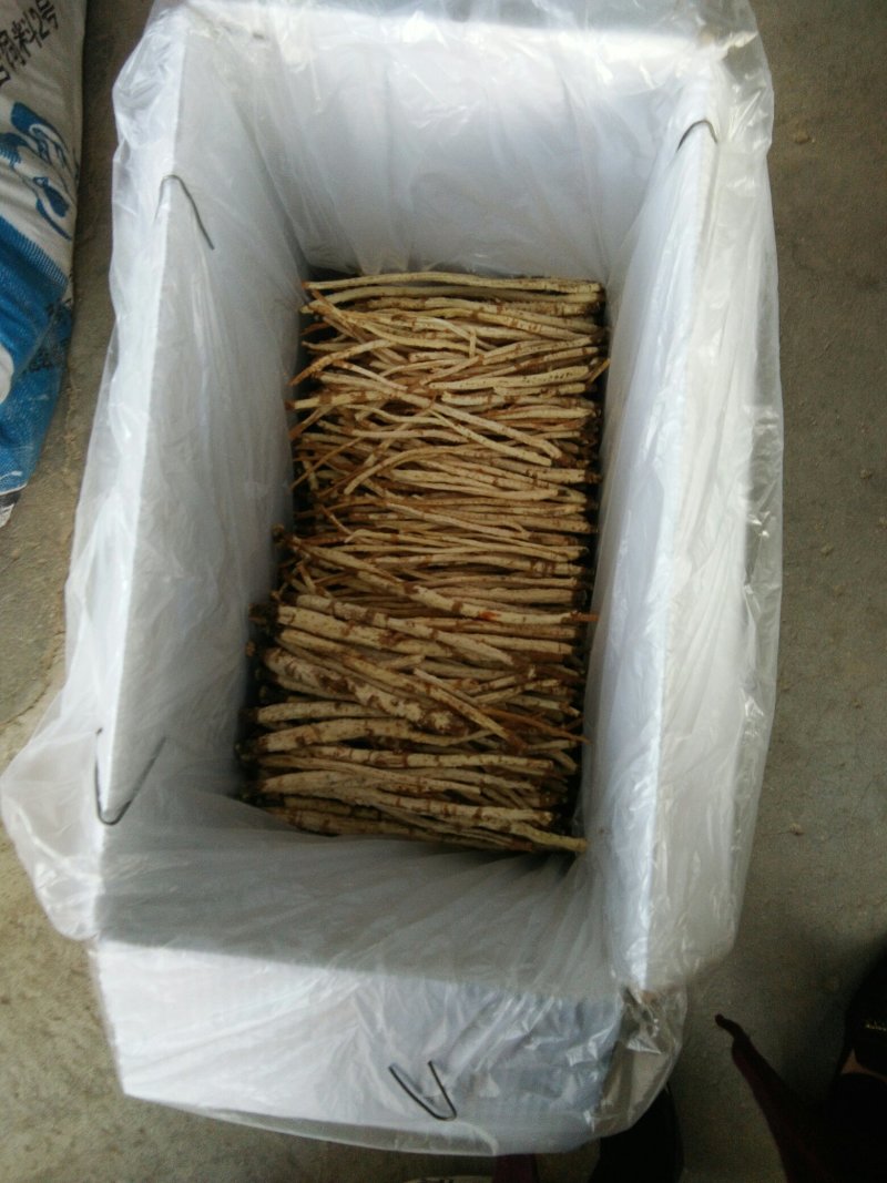 北沙参