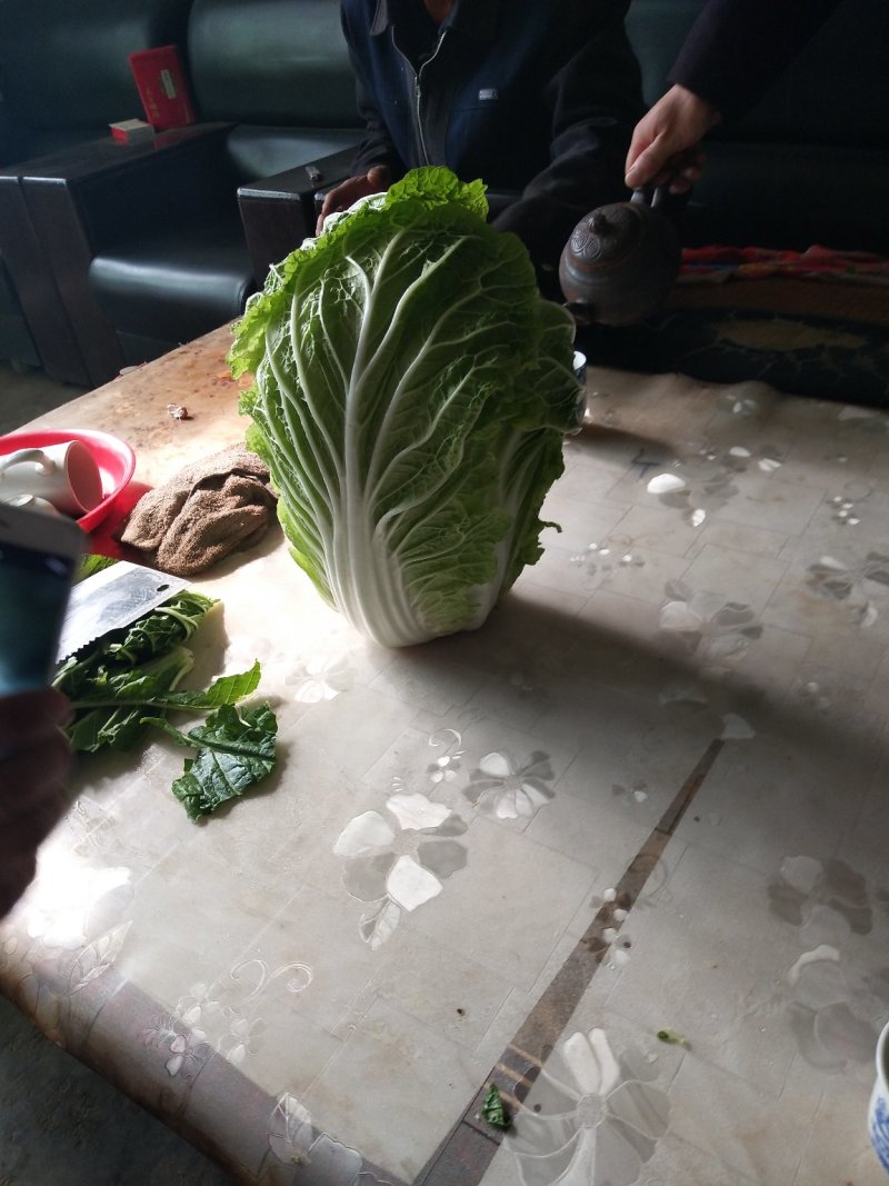 韩国黄心菜