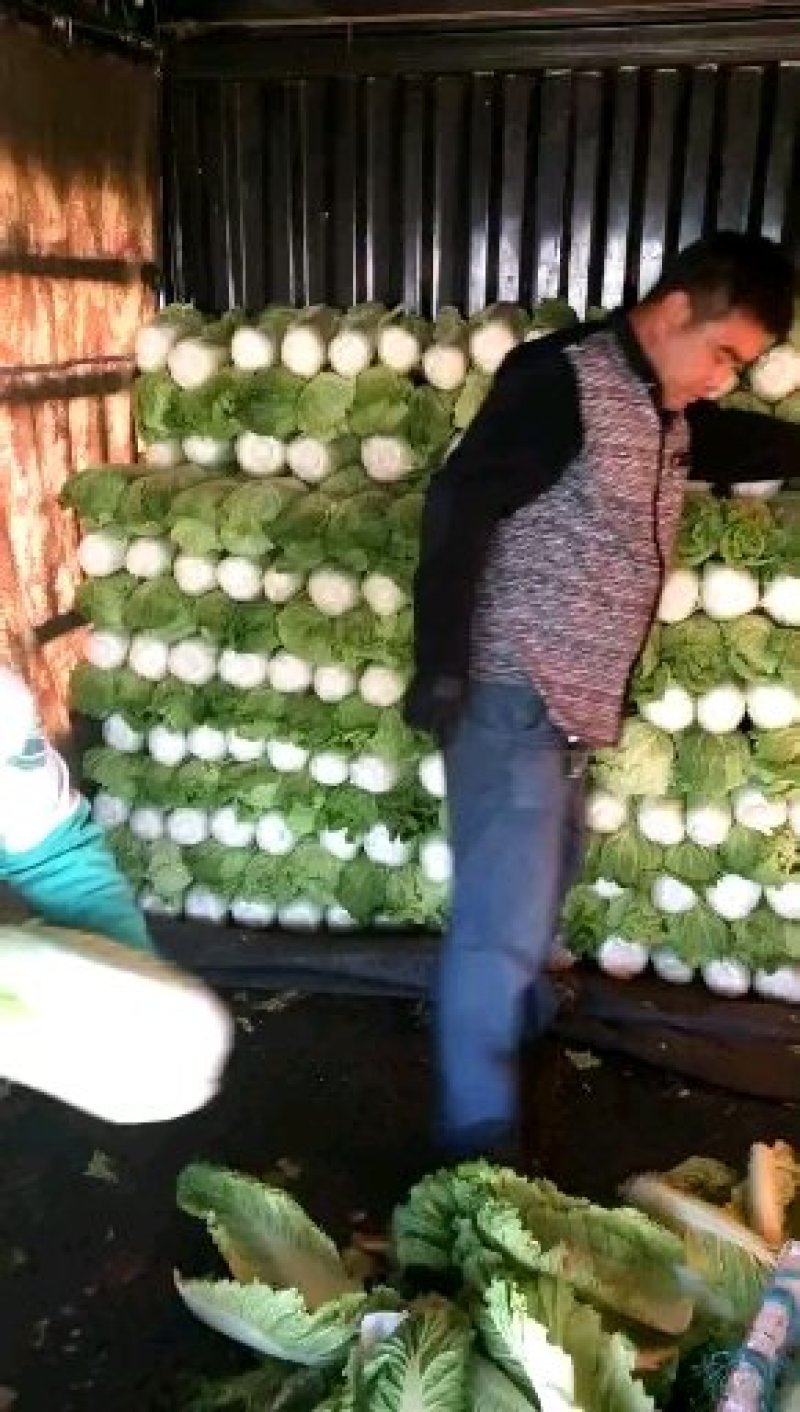大白菜