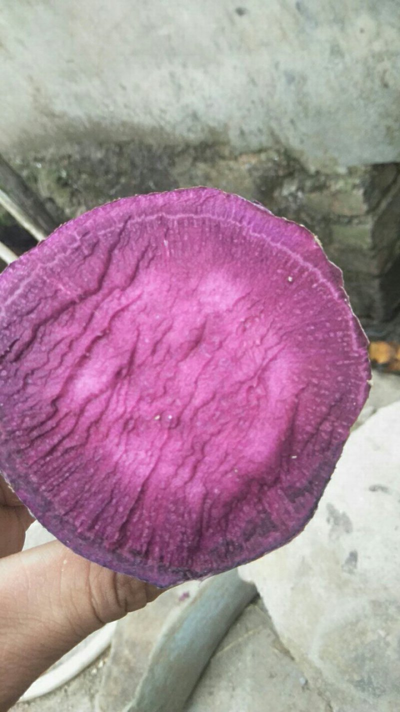 福建农家紫薯！新鲜现挖现发