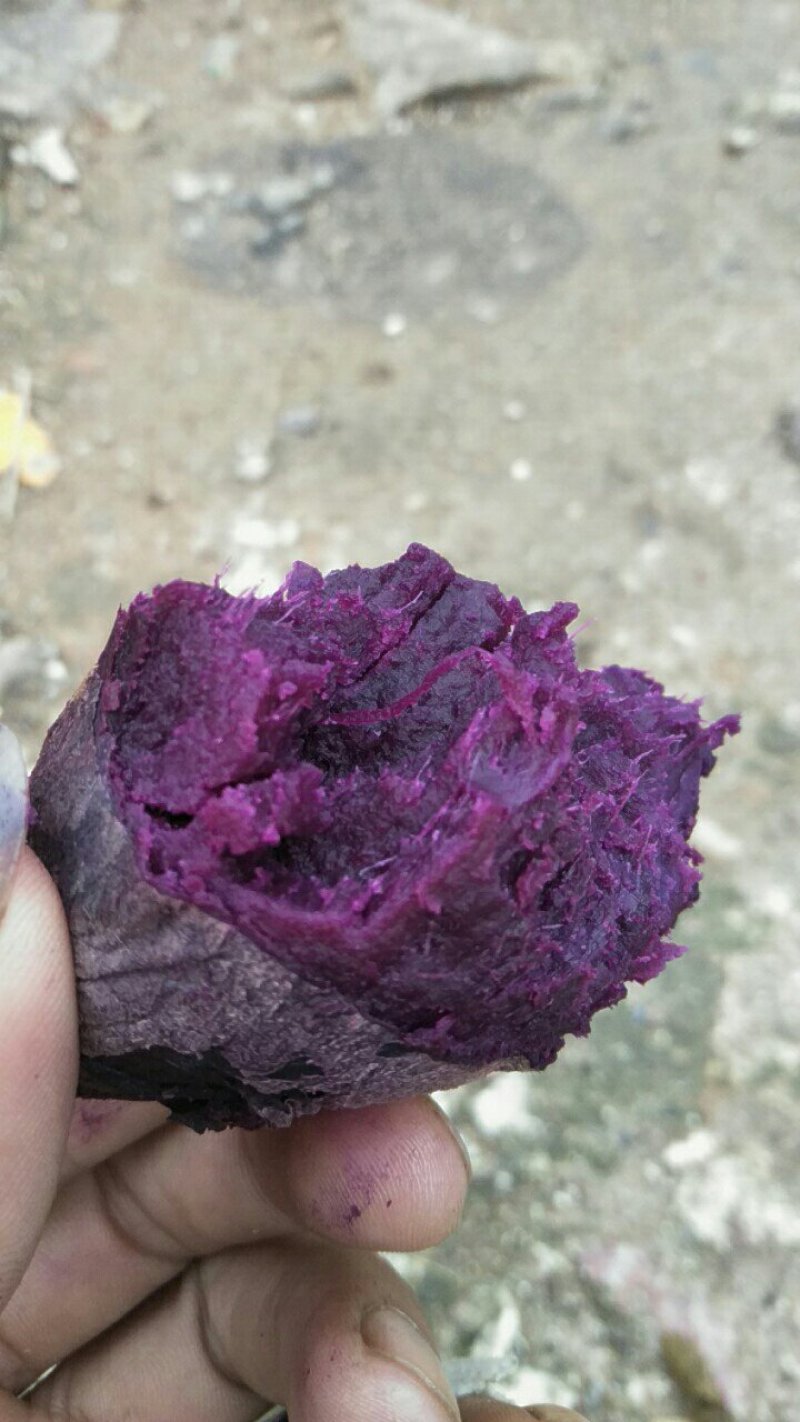 福建农家紫薯！新鲜现挖现发