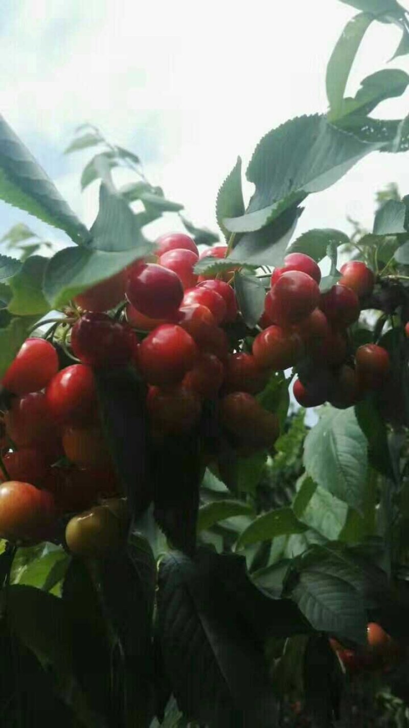 新品种樱桃苗红灯吉塞拉美早齐早包邮技术指导