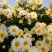 供应新鲜杭白菊