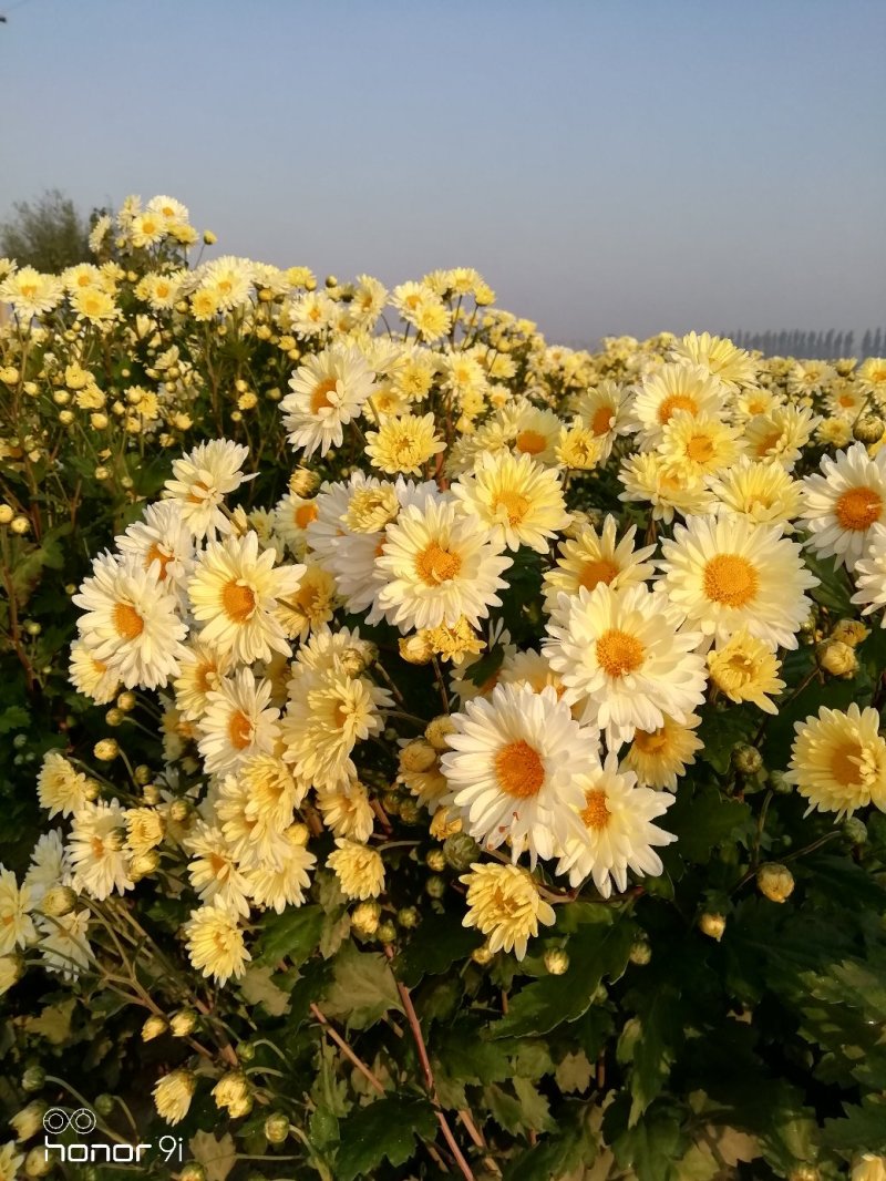 供应新鲜杭白菊