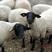 黑山羊常年出售，免费送货，货到付款。