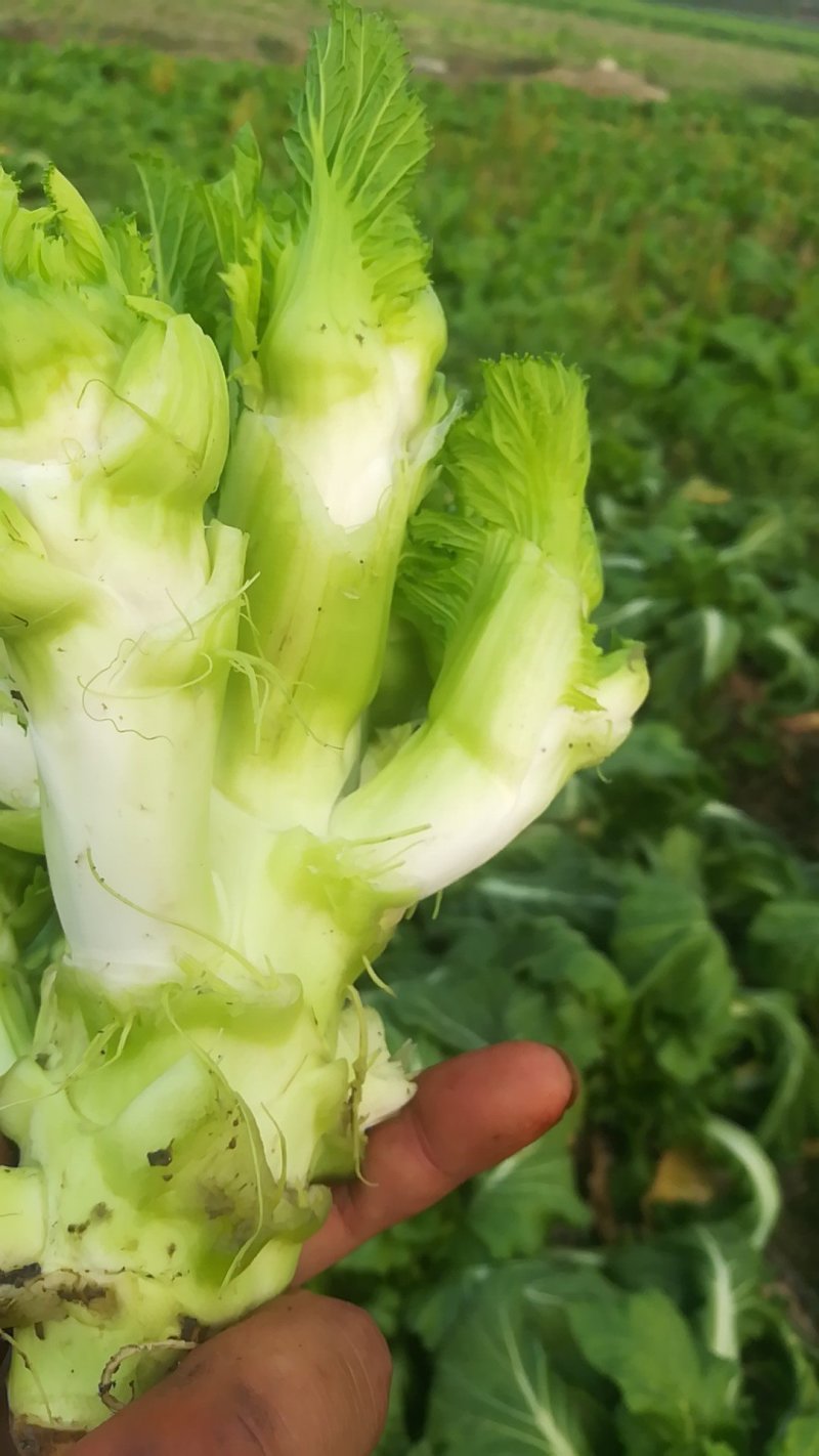 儿菜