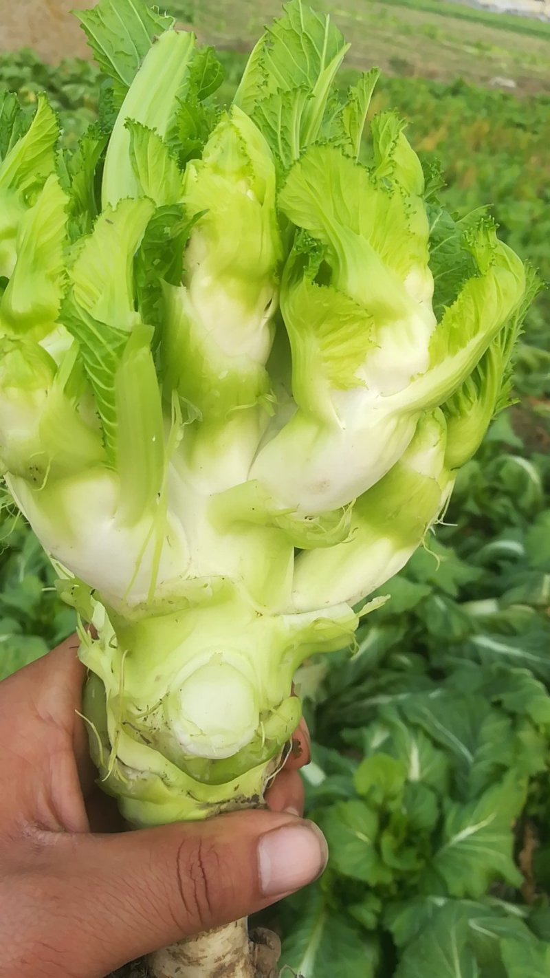 儿菜
