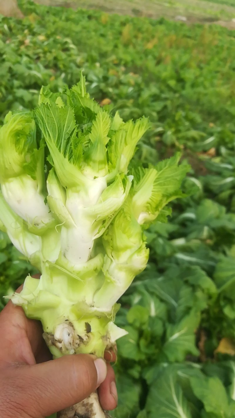 儿菜