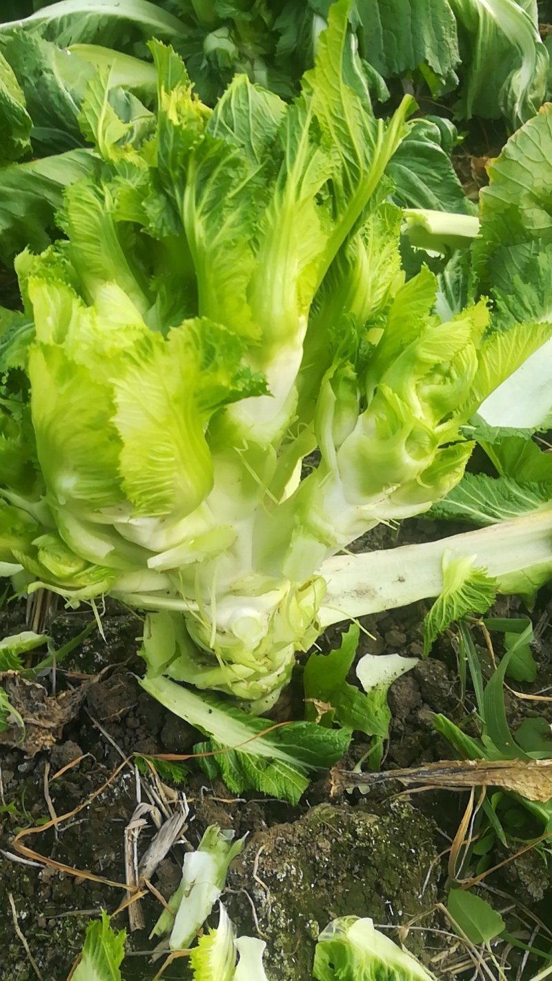 儿菜