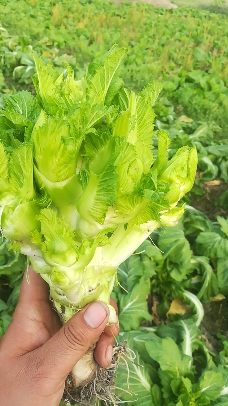 儿菜