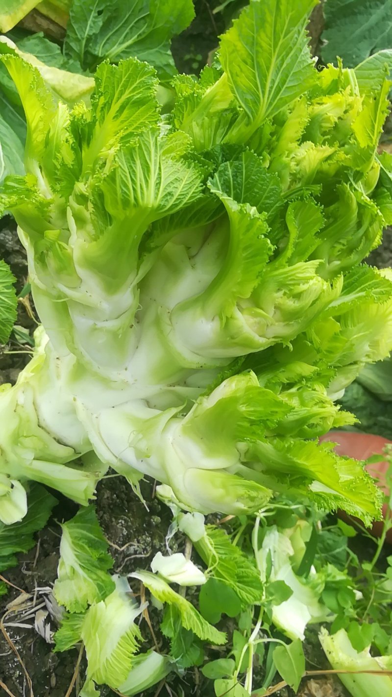 儿菜