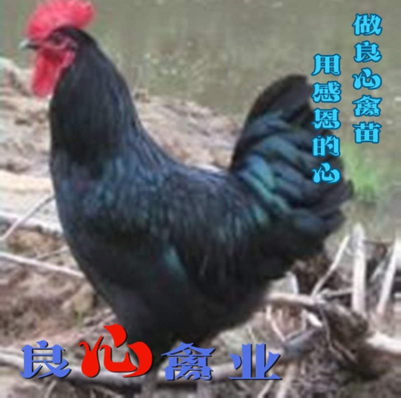 黑土鸡公苗山地放养土鸡苗黑凤鸡苗质鸡保证
