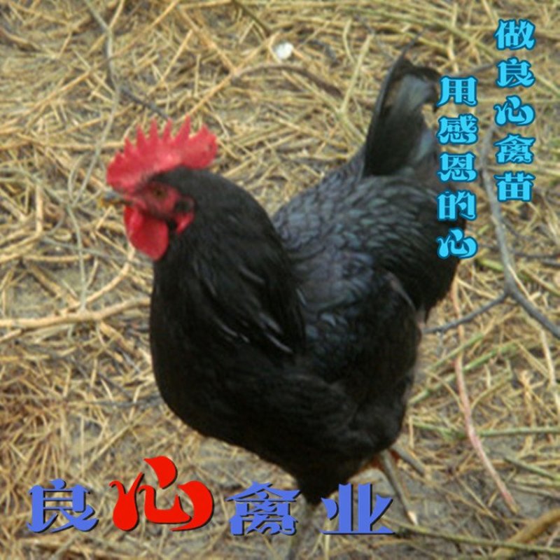 黑土鸡公苗山地放养土鸡苗黑凤鸡苗质鸡保证