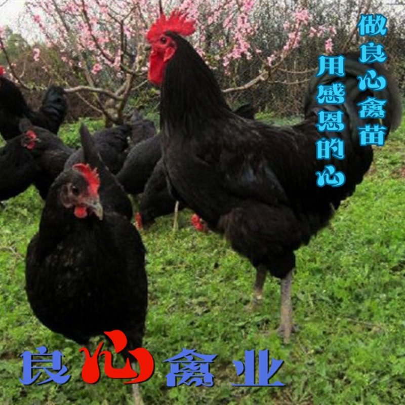 黑土鸡公苗山地放养土鸡苗黑凤鸡苗质鸡保证