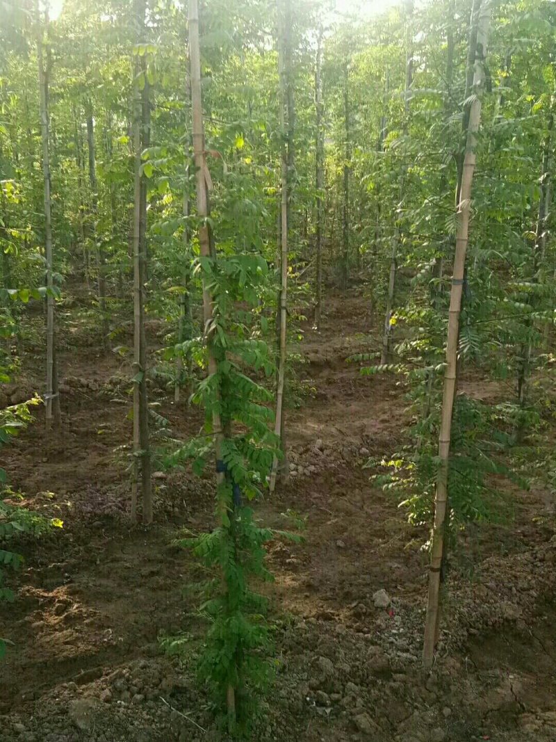 皂角苗，一年种子苗，定植苗，长年种植出售各种规格皂角树