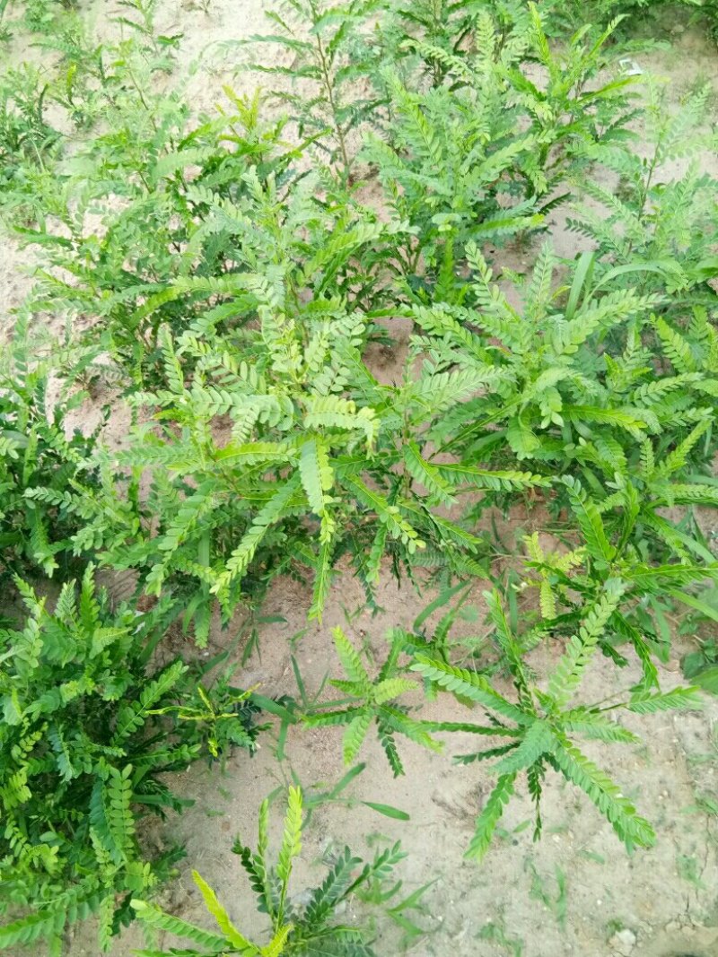 皂角苗，一年种子苗，定植苗，长年种植出售各种规格皂角树