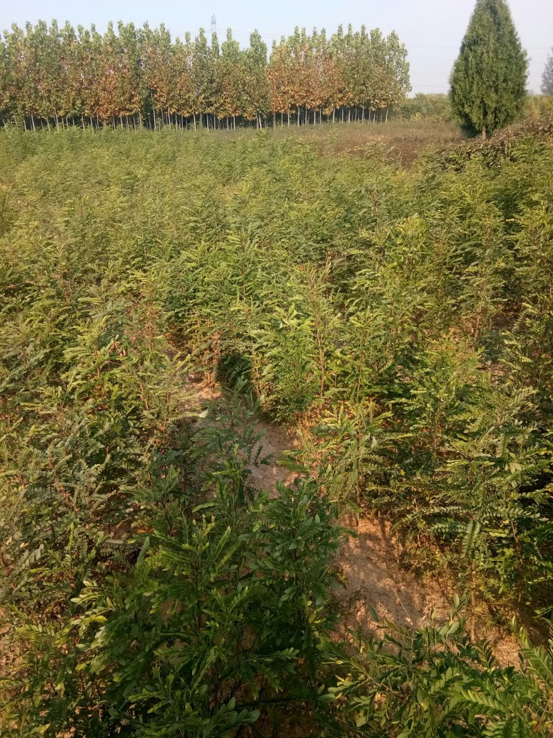 皂角苗，一年种子苗，定植苗，长年种植出售各种规格皂角树