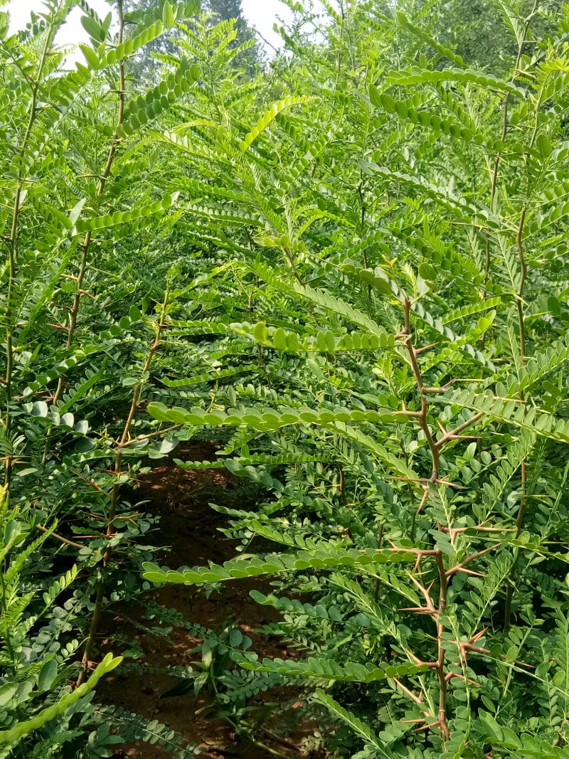 皂角苗，一年种子苗，定植苗，长年种植出售各种规格皂角树