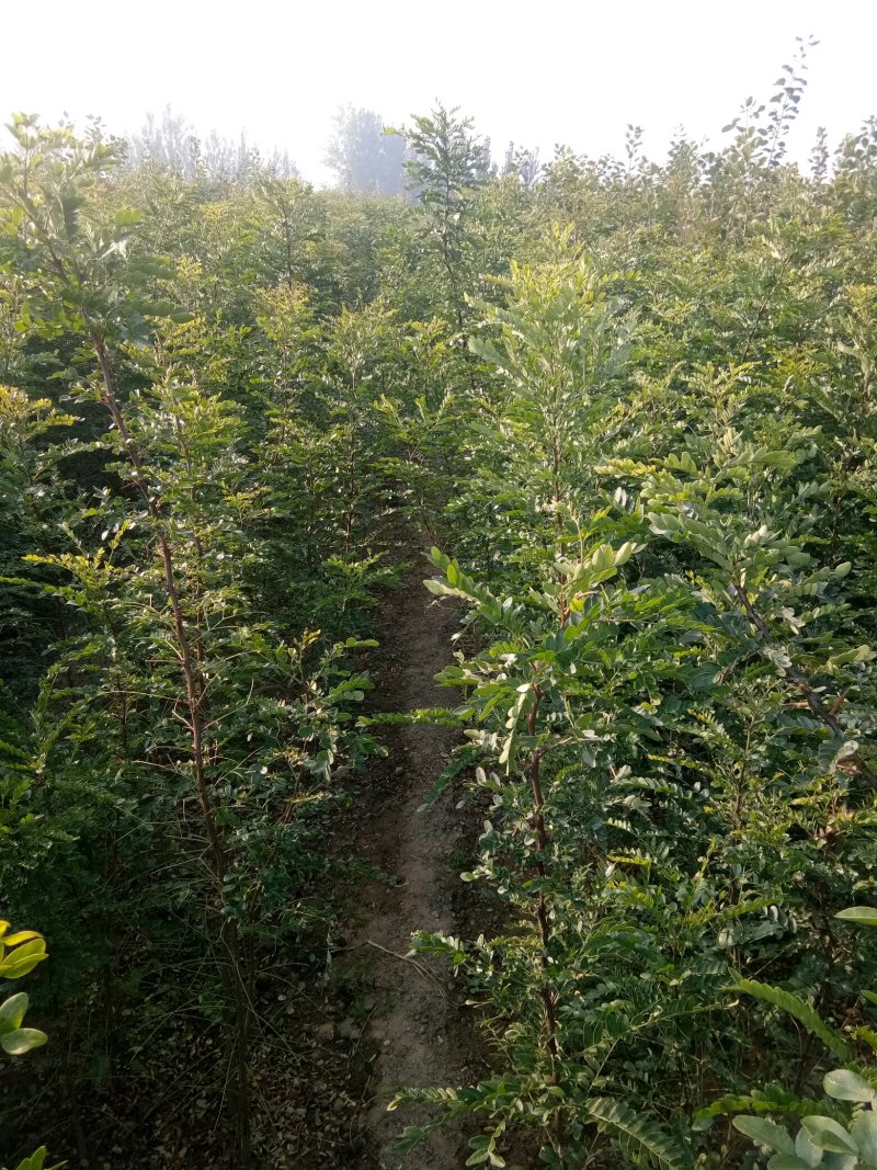 皂角苗，一年种子苗，定植苗，长年种植出售各种规格皂角树