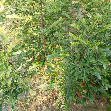 皂角苗，一年种子苗，定植苗，长年种植出售各种规格皂角树
