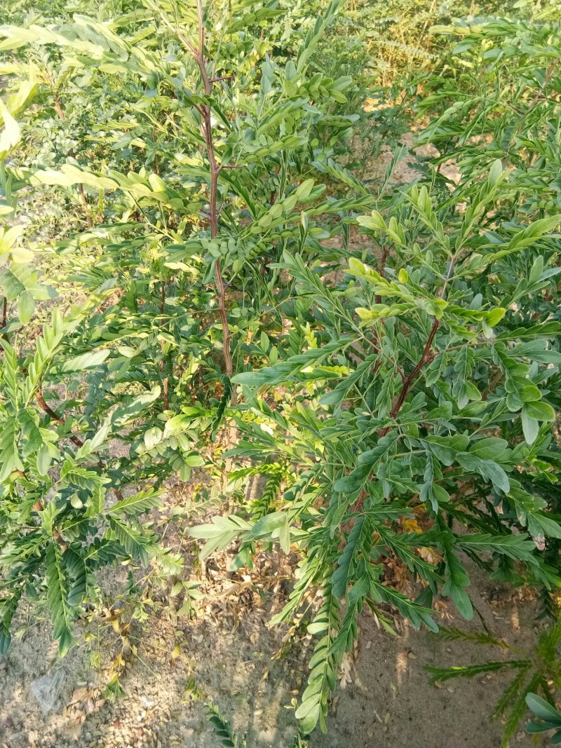 皂角苗，一年种子苗，定植苗，长年种植出售各种规格皂角树