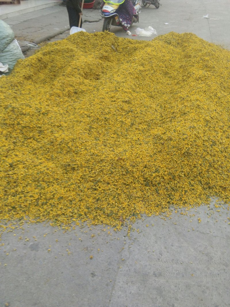 野菊花