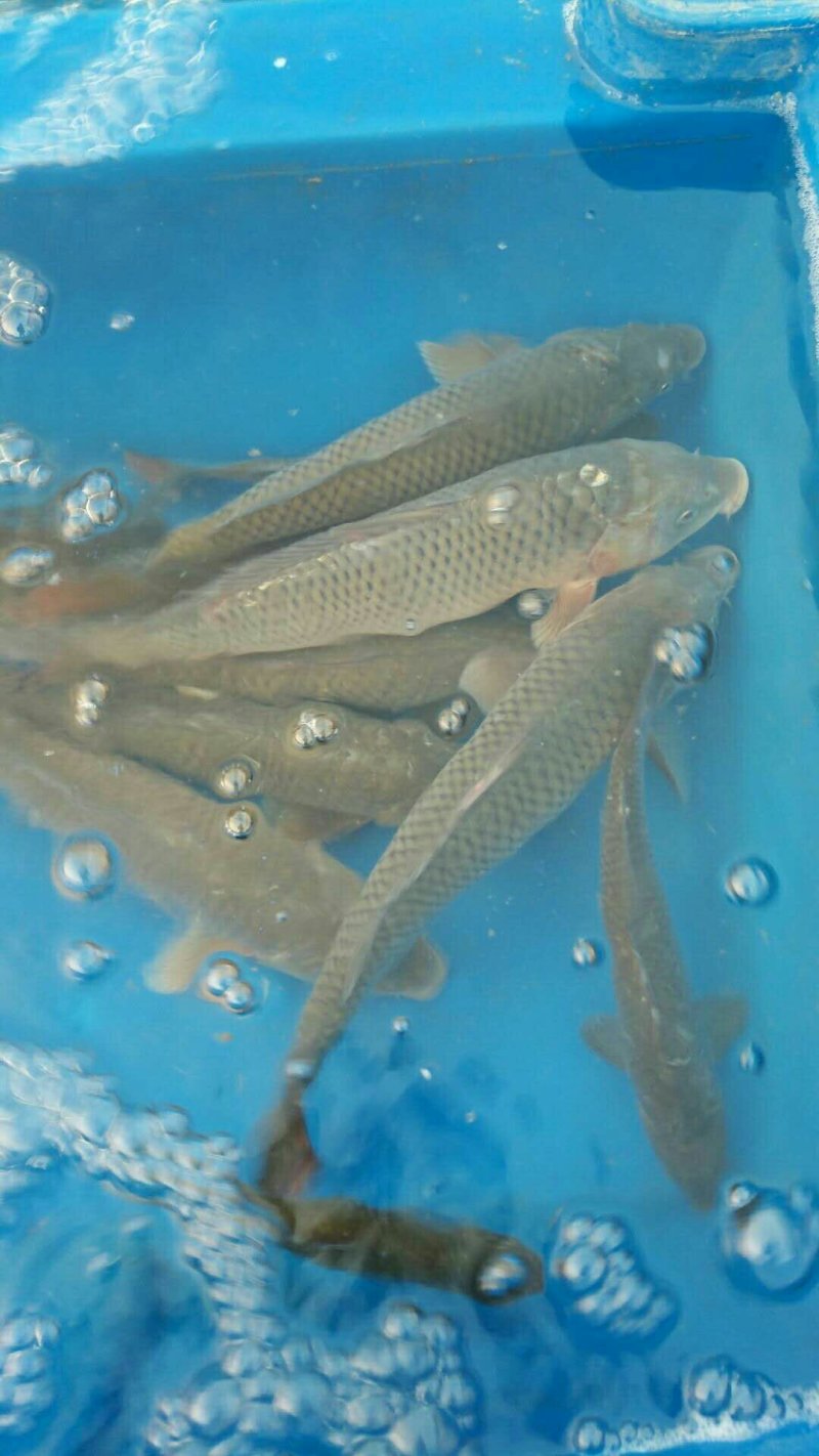 野生鲤鱼