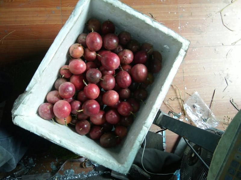 台龙一号百香果
