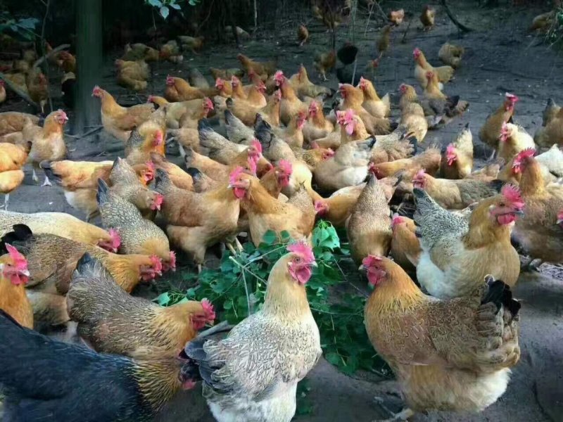 土鸡母苗，包打疫苗，存活率高，免费技术指，可以到公司