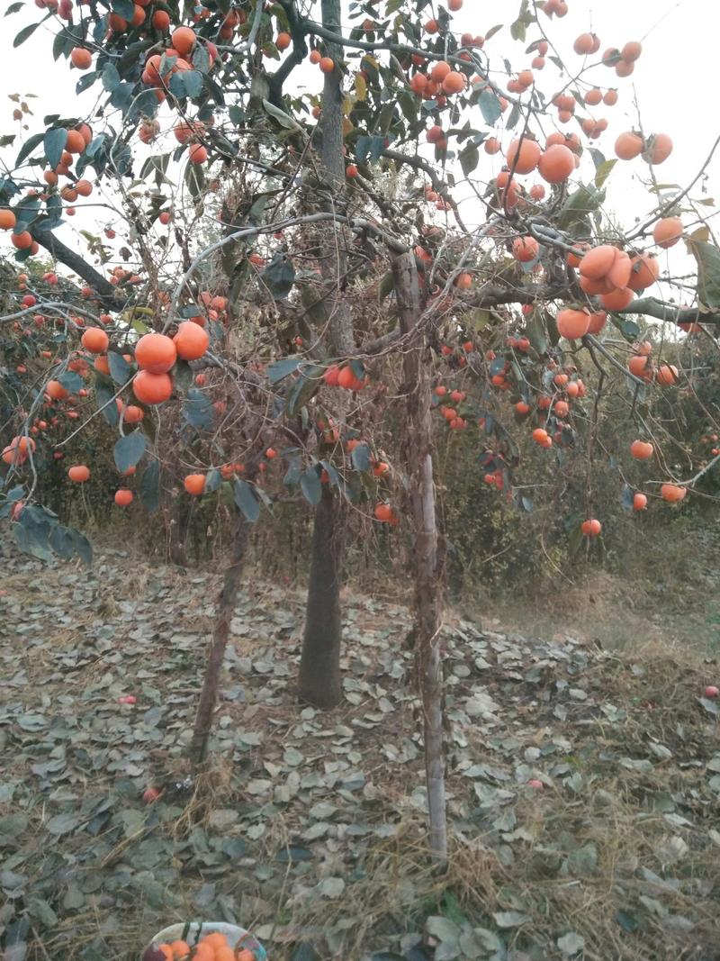 山东基地精品柿树，味道可口，带土存活率高，可视频看货