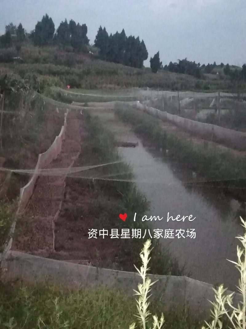 2019年青蛙苗子预订中