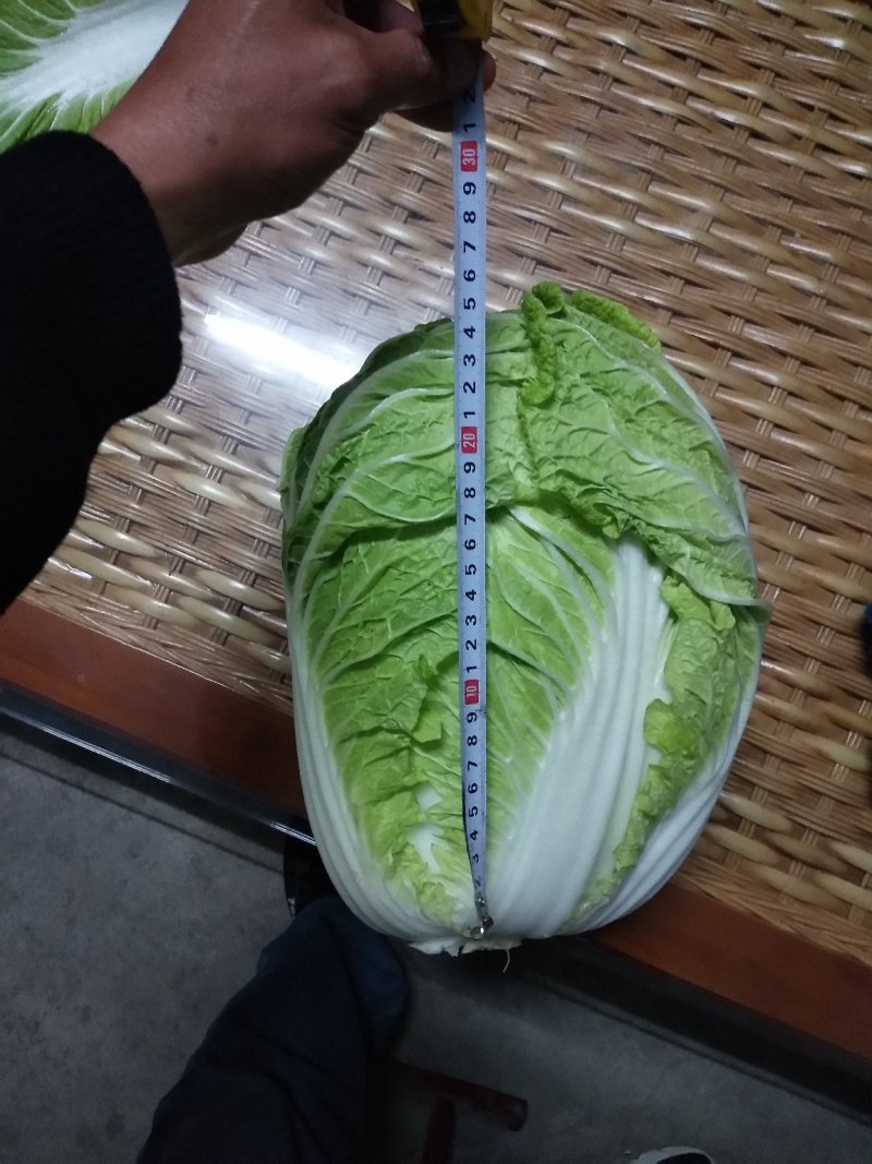 供应优质大白菜