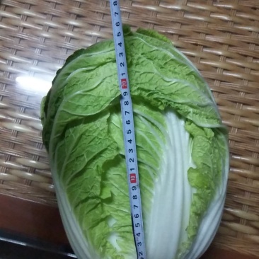 供应优质大白菜