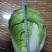 供应优质大白菜