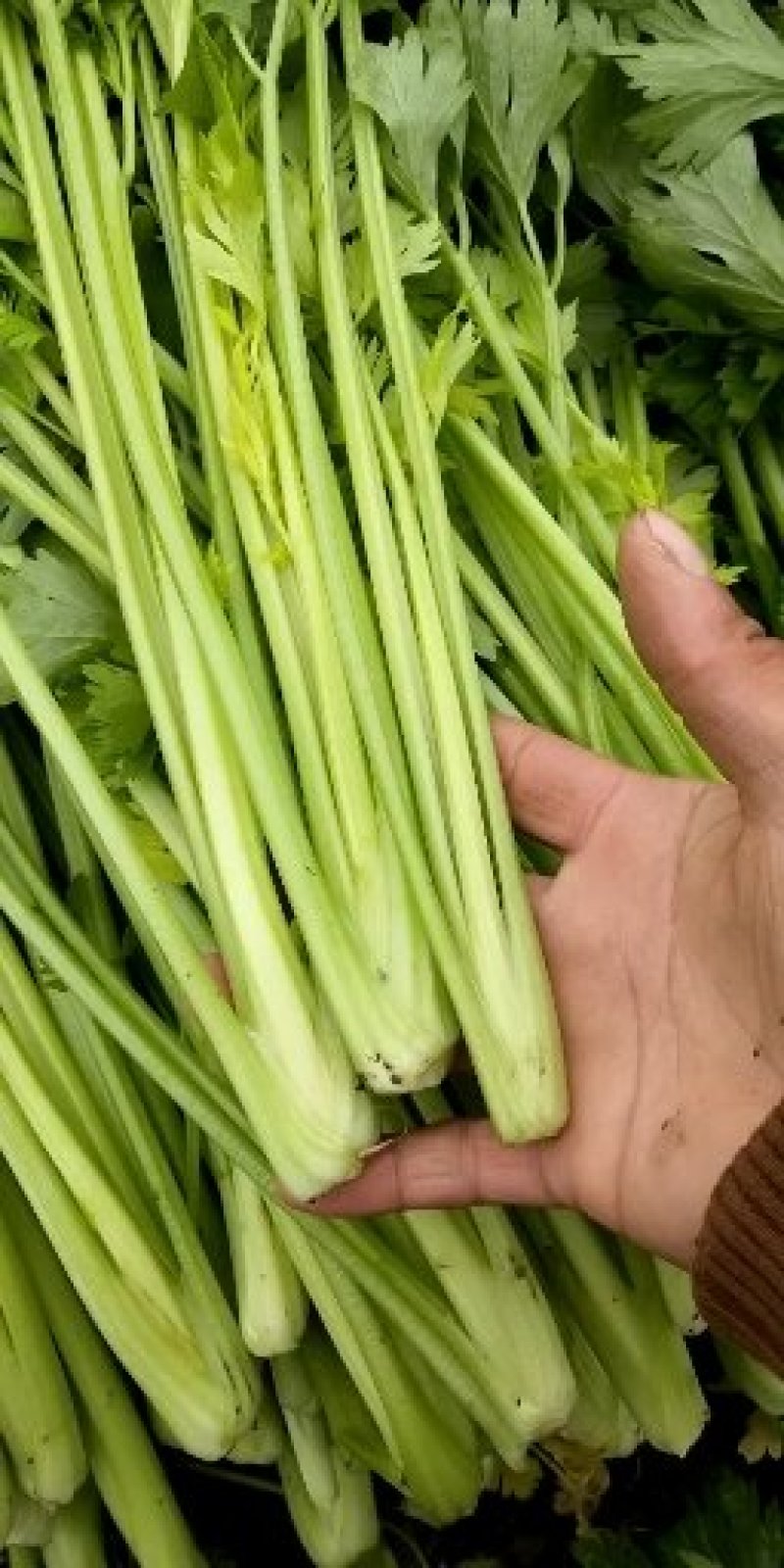 西芹60cm以上精品细颗小棵西芹，产地直发，质量上乘。