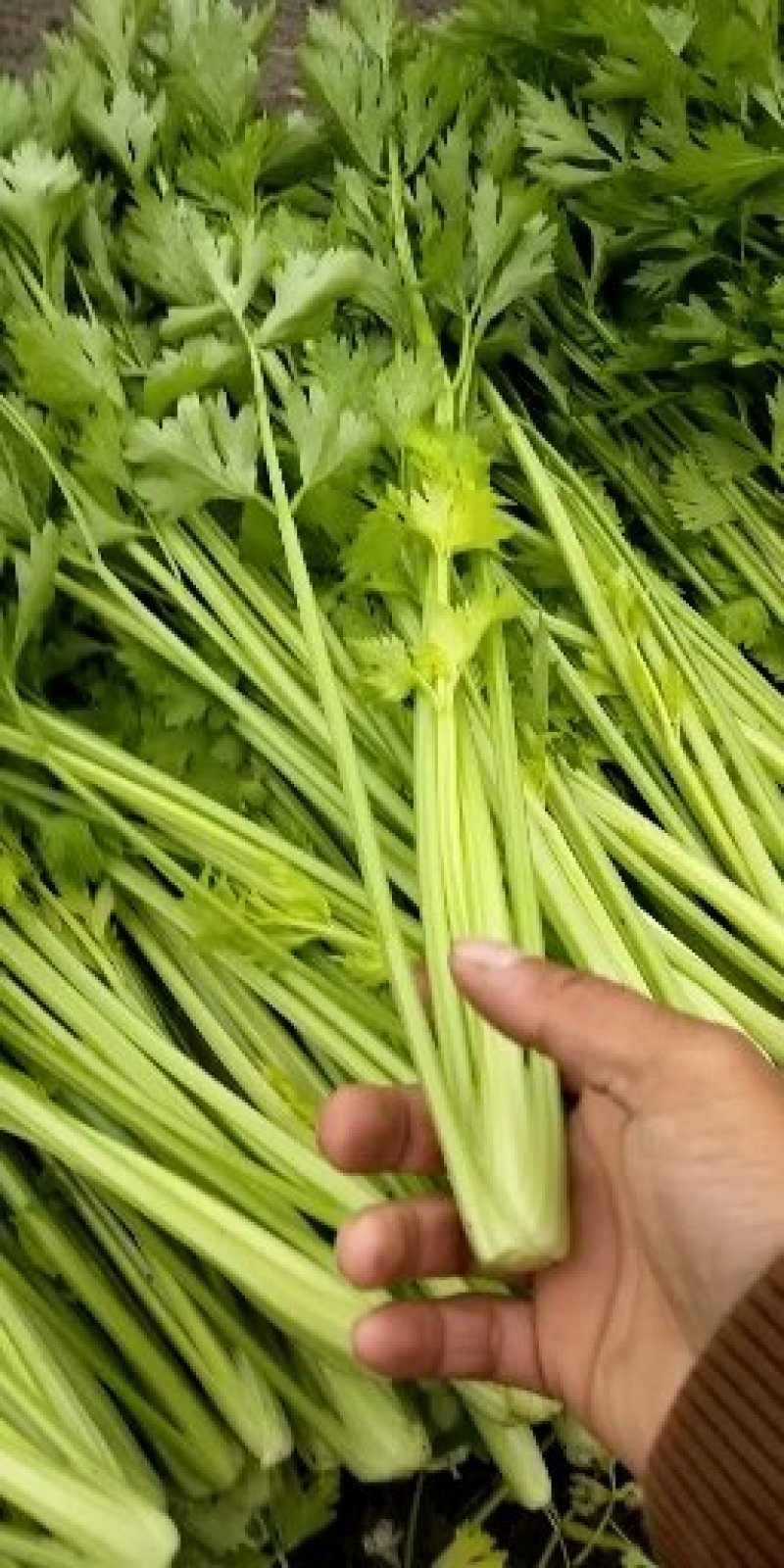 西芹60cm以上精品细颗小棵西芹，产地直发，质量上乘。
