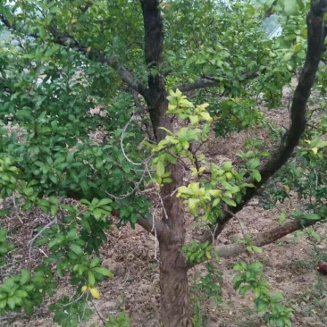 供应一年石榴苗3-4-5-6-8-20公分大规格石榴树