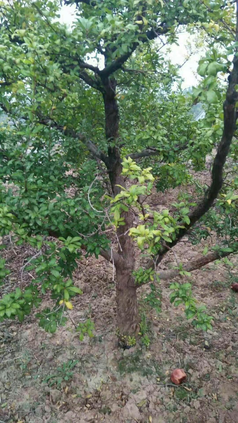 供应一年石榴苗3-4-5-6-8-20公分大规格石榴树