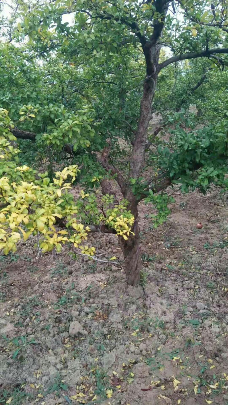 供应一年石榴苗3-4-5-6-8-20公分大规格石榴树