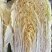 精品黄心，玲珑黄，大量上市物美价廉，我们提供一条龙服务