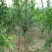 泰山红石榴树苗免费提供种植技术基地直供