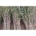 泰山红石榴树苗免费提供种植技术基地直供