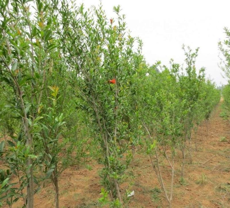 泰山红石榴树苗免费提供种植技术基地直供
