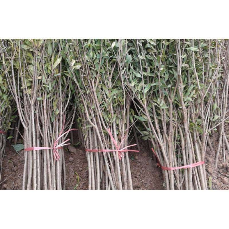 泰山红石榴树苗免费提供种植技术基地直供